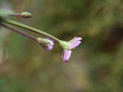 Epilobium collinum