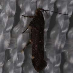 Macrobathra nephelomorpha