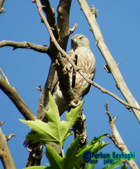 Accipiter badius