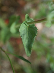 Epilobium collinum