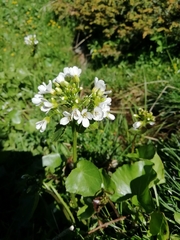 Cardamine asarifolia