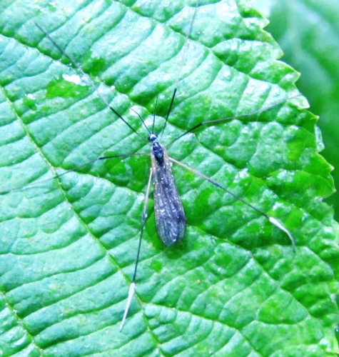 Euphylidorea niveitarsis