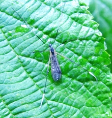 Euphylidorea niveitarsis