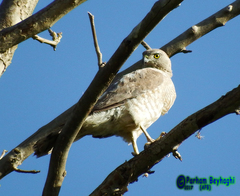 Accipiter badius