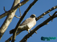 Accipiter badius