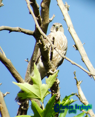 Accipiter badius
