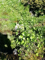 Cardamine asarifolia
