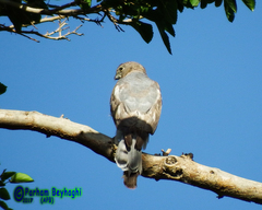 Accipiter badius