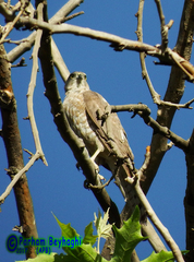 Accipiter badius