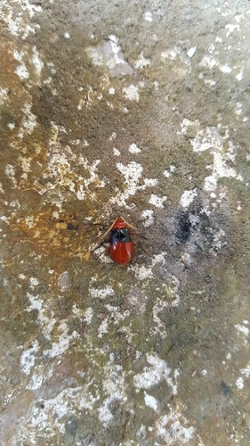 Aplosonyx speciosus · iNaturalist