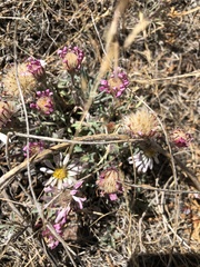 Townsendia florifera