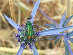 Trichodes quadriguttatus