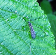 Euphylidorea niveitarsis