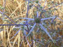 Eryngium creticum