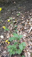 Lapsana communis intermedia