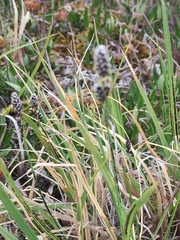 Carex albonigra