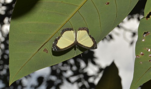 Nymphidium menalcus