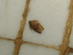 Homona