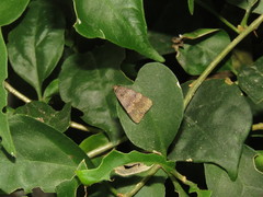 Hydrillodes lentalis