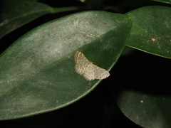 Idaea costiguttata