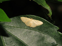 Idaea ptyonopoda