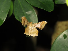 Krananda oliveomarginata