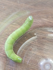 Smerinthus saliceti
