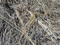 Sceloporus brownorum