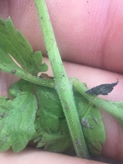 Osmorhiza occidentalis