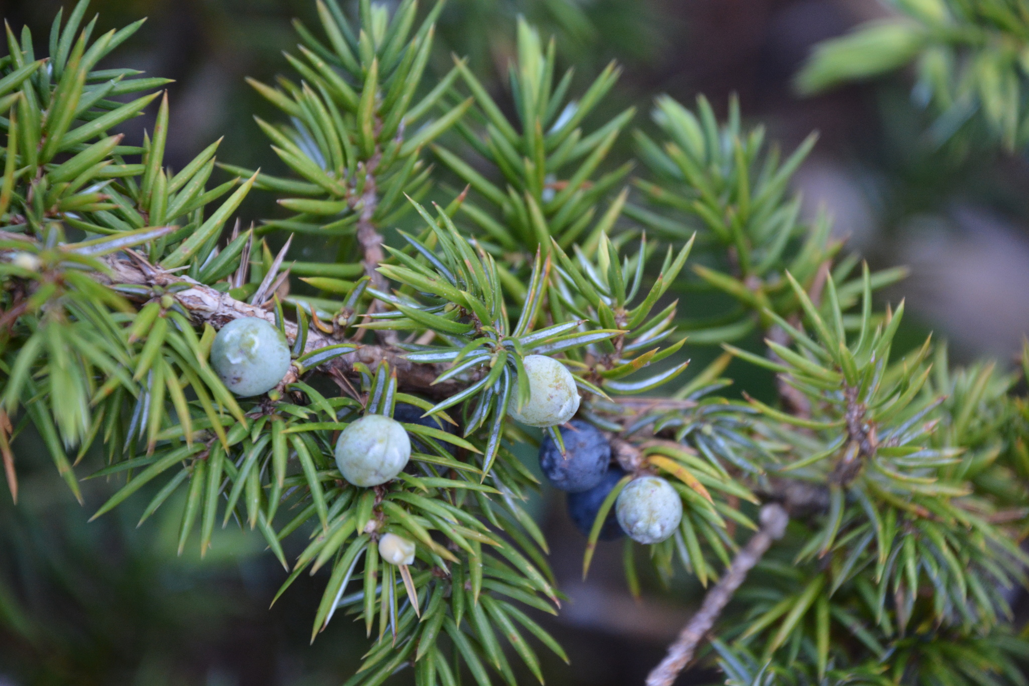 Juniperus communis var. depressa