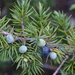 Juniperus communis depressa - Photo (c) Micah Freedman, osa oikeuksista pidätetään (CC BY-NC), uploaded by Micah Freedman