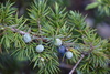 American Common Juniper - Photo (c) Micah Freedman, some rights reserved (CC BY-NC), uploaded by Micah Freedman