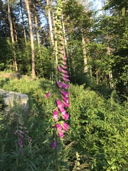 Digitalis purpurea