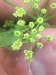 Osmorhiza occidentalis