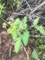 Osmorhiza occidentalis