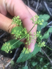 Osmorhiza occidentalis