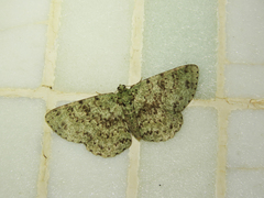 Ophthalmitis herbidaria