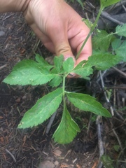 Osmorhiza occidentalis