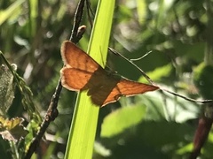 Idaea serpentata