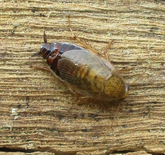 Latiblattella tarasca