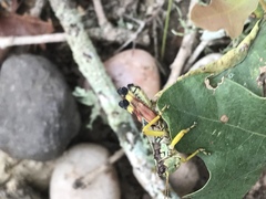 Dendrotettix quercus