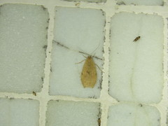 Paralithosia shaowuica