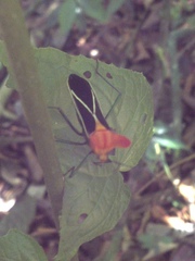 Sundarus