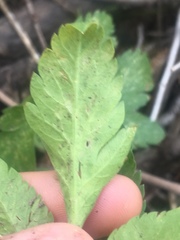 Osmorhiza occidentalis