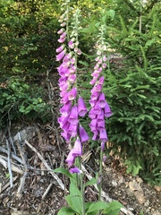 Digitalis purpurea