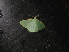 Pelagodes antiquadraria