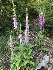 Digitalis purpurea