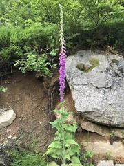 Digitalis purpurea