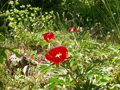 Paeonia peregrina