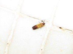 Piesmopoda semilutea